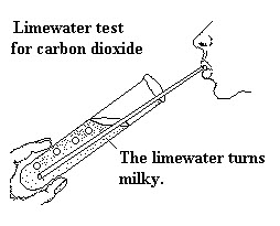 Blowing into limewater